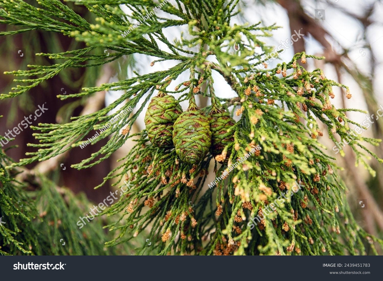 Giant Redwood pine cones on tree. Three  green unopened cones still attached to gian redwood tree.  #2439451783