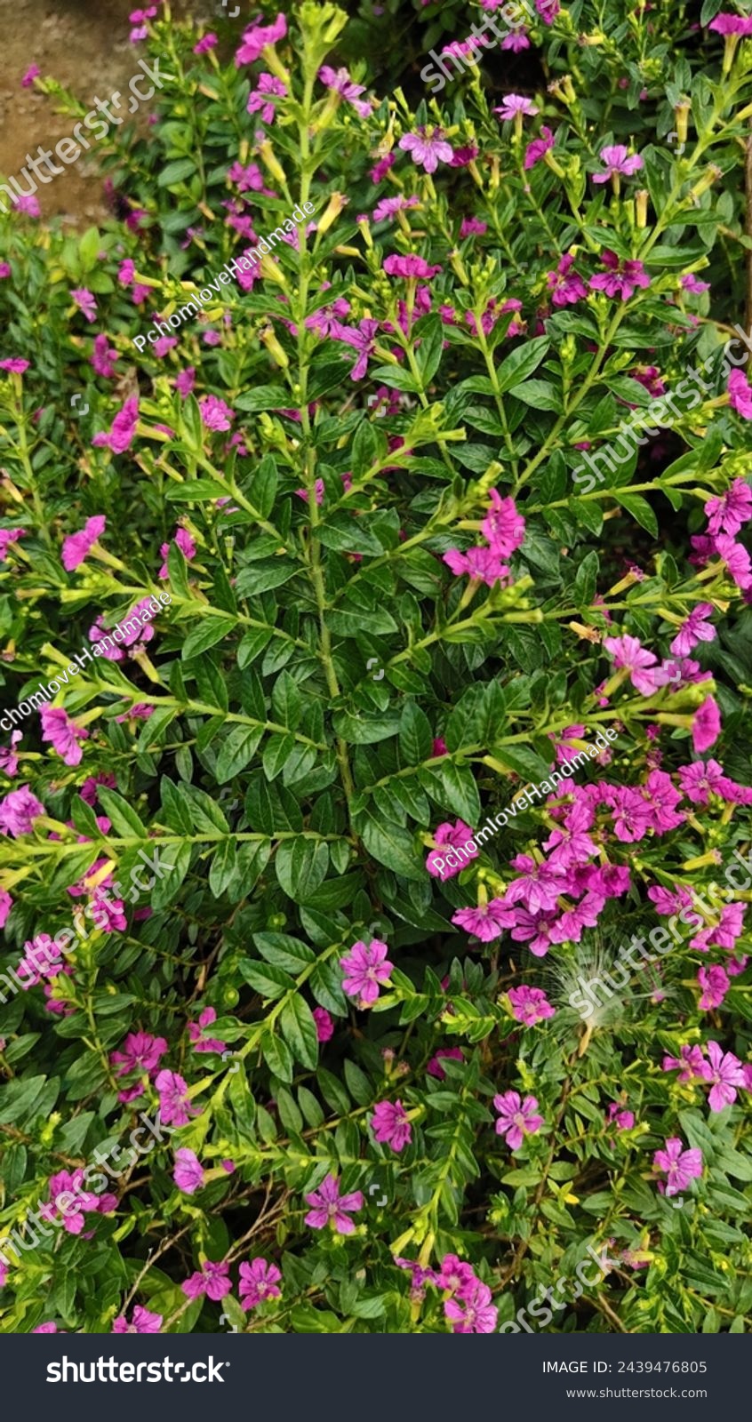 Cuphea hyssopifolia Kunth, False heather, Elfin herb, purple-pink flowers, pink flowers, 6 separated petals. many stamens #2439476805