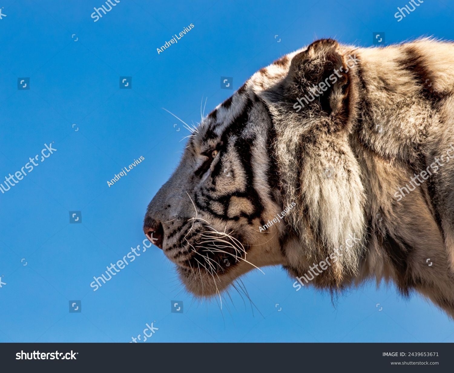 Bengal tiger, lat. Panthera tigris tigris #2439653671