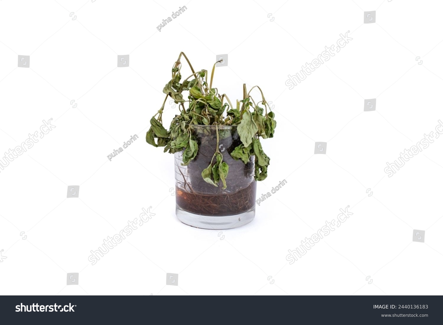 Dead plant with   roots structure in a transparent glass with water, isolated on white background, soft focus close up #2440136183