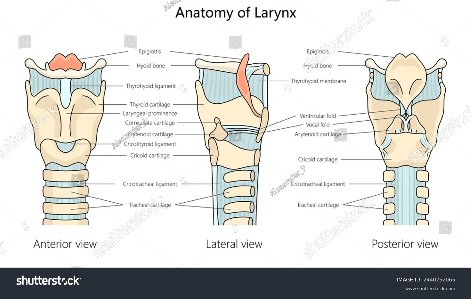 human larynx anatomy with labeled parts from - Royalty Free Stock ...