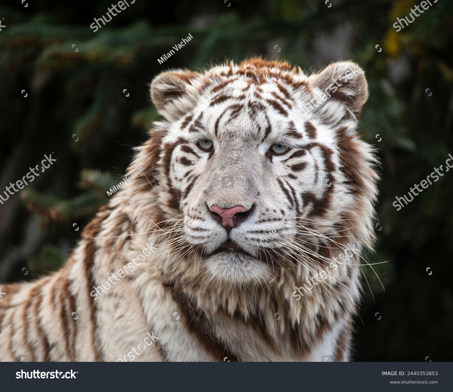 Portrait of white bengal tiger (Panthera tigris tigris) in a zoo of Plasy, Czech Republic #2440353853