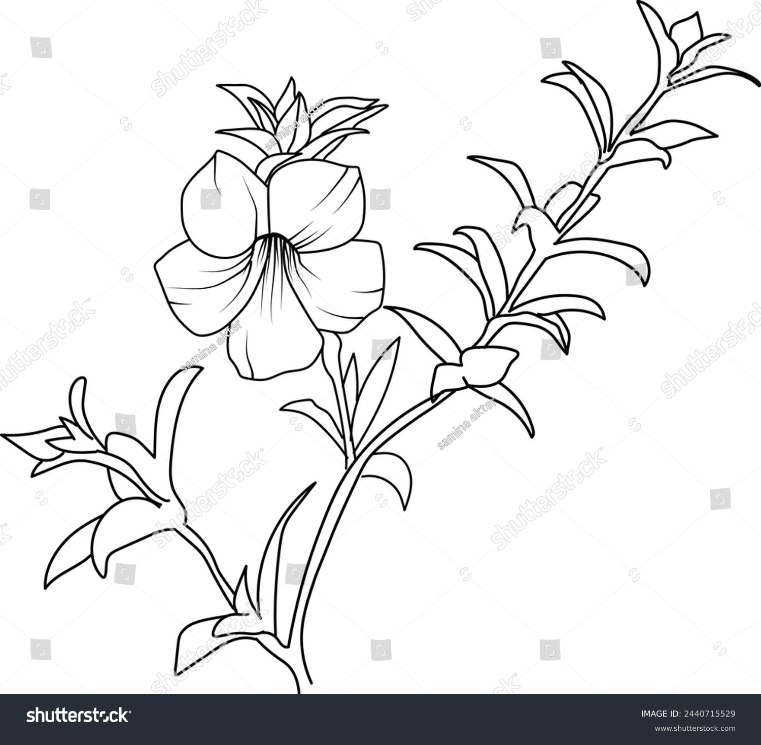 Allamanda cathartica drawing, sketch allamanda - Royalty Free Stock ...