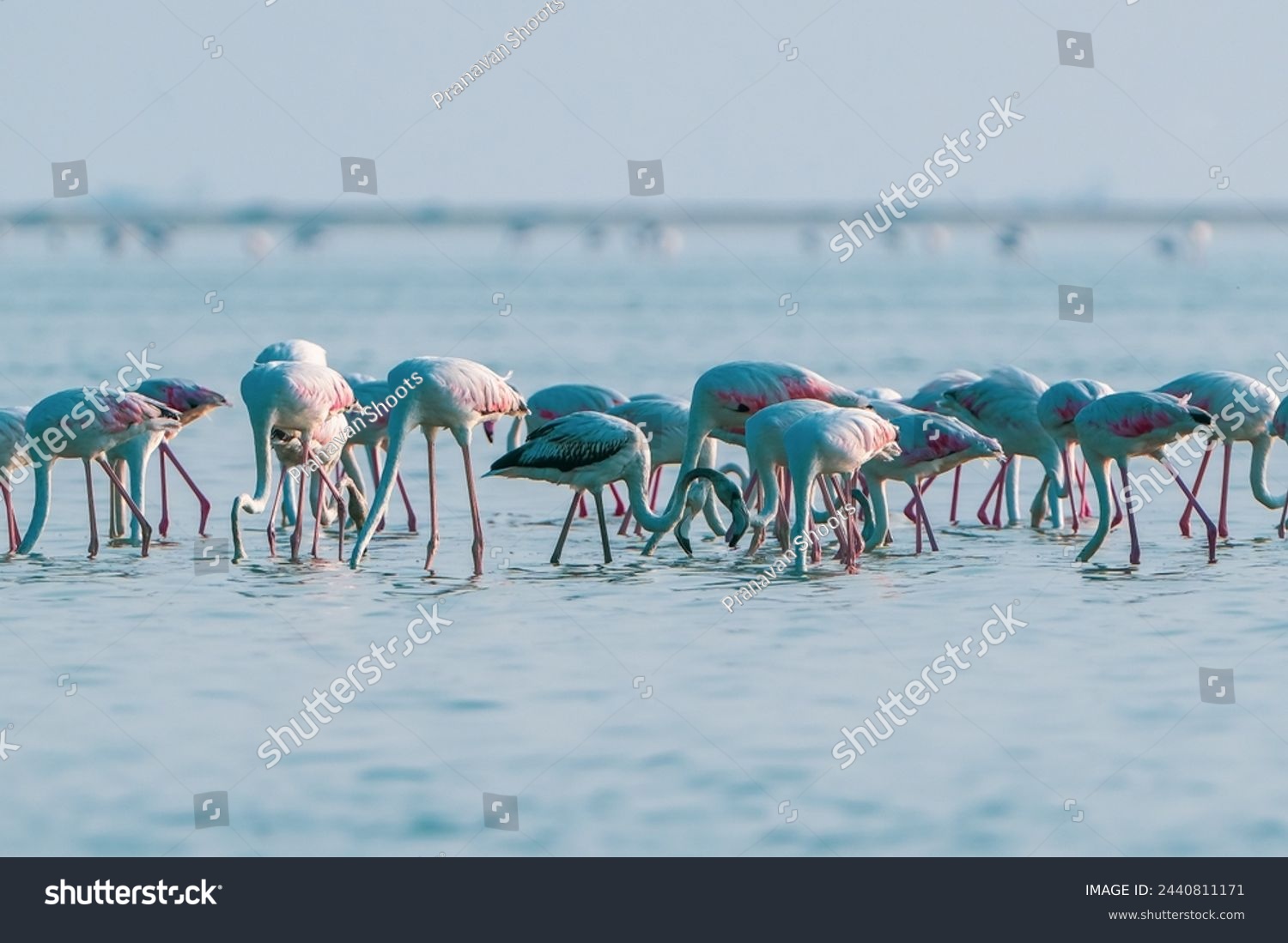 beautiful shot photograph lesser flamingos pink coloured long neck flock of birds sanctuary turquoise blue sea migratory india tamilnadu tourism wallpaper background empty space silhouettes graceful #2440811171