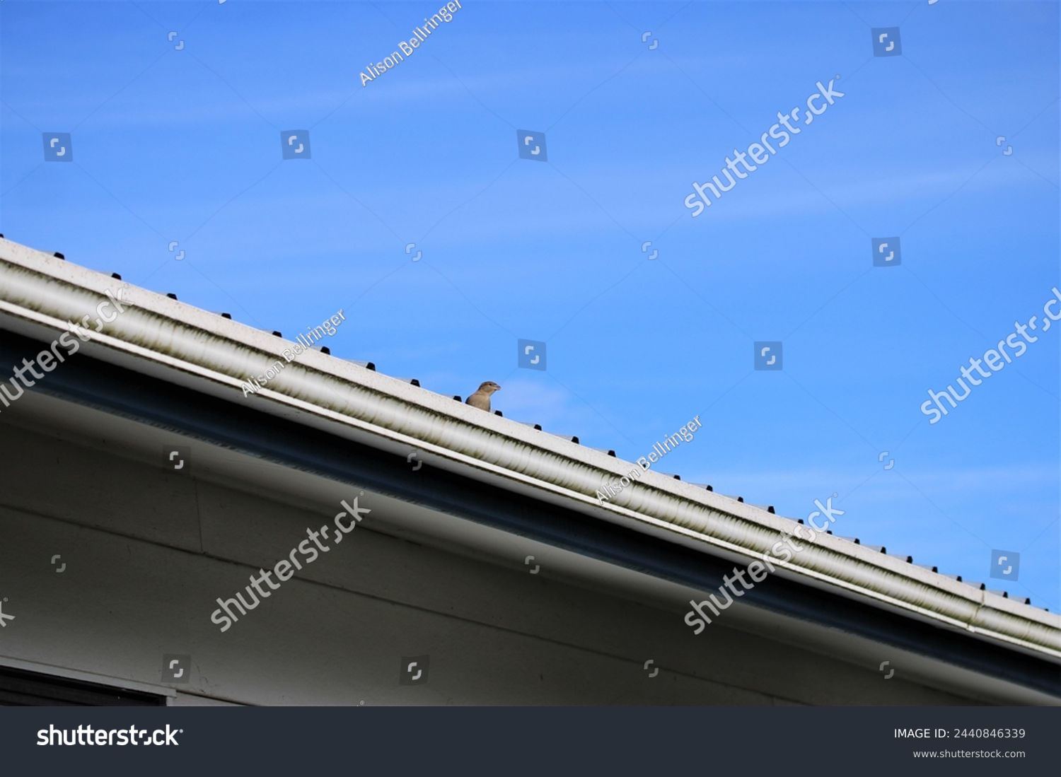 Silhouette of a sparrow on a house roof #2440846339