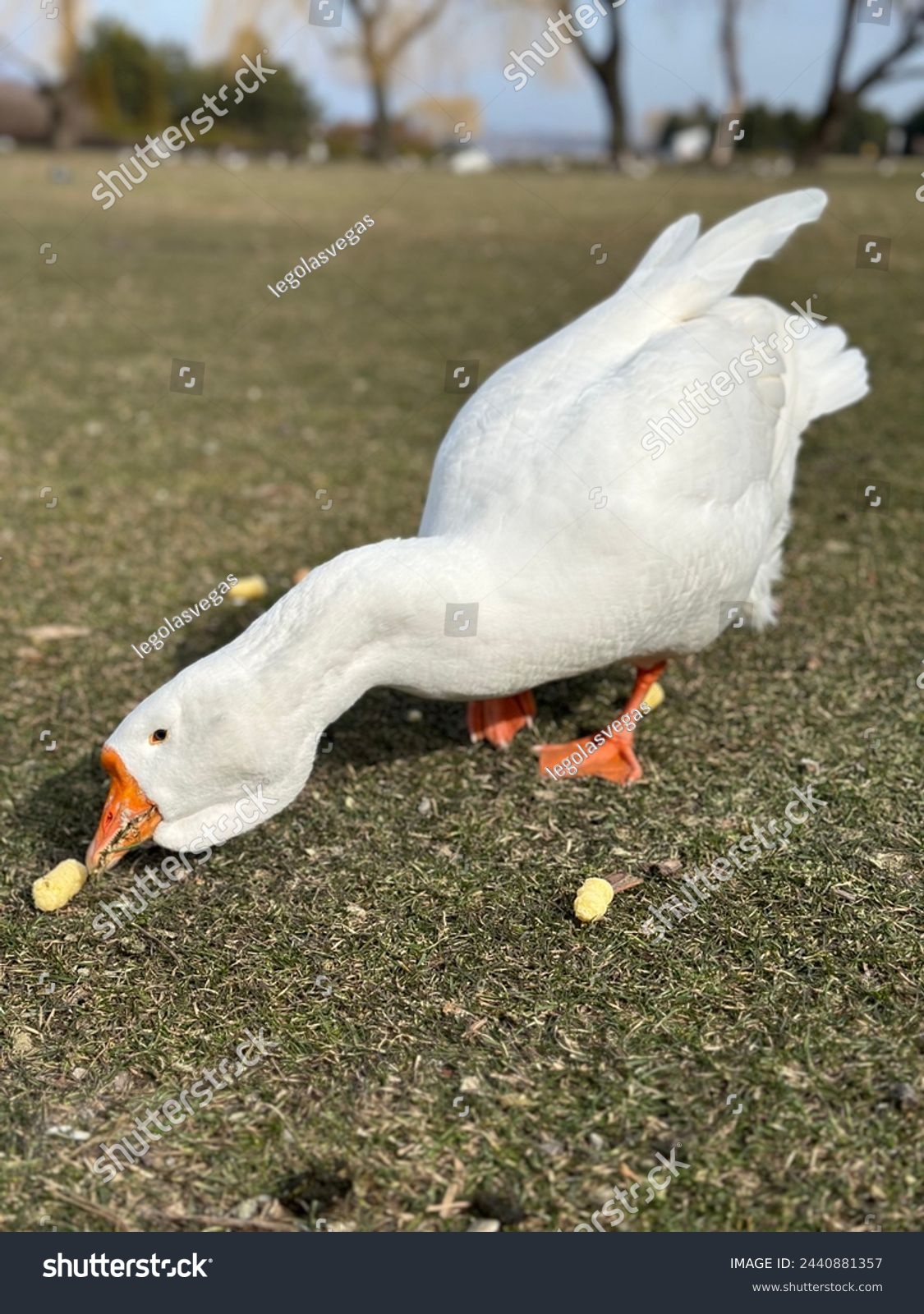 White goose eats grass on a spring day #2440881357