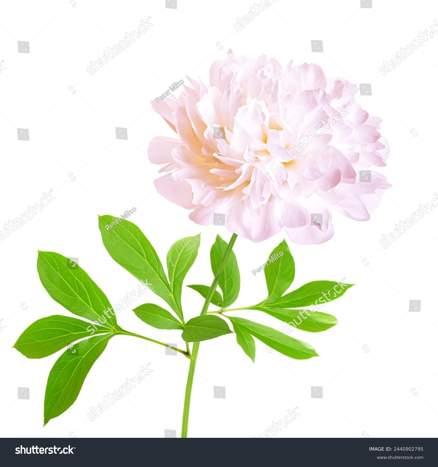 One isolated white peony flower with stem and leaves. White peony flower isolated. Working path saved #2440902795