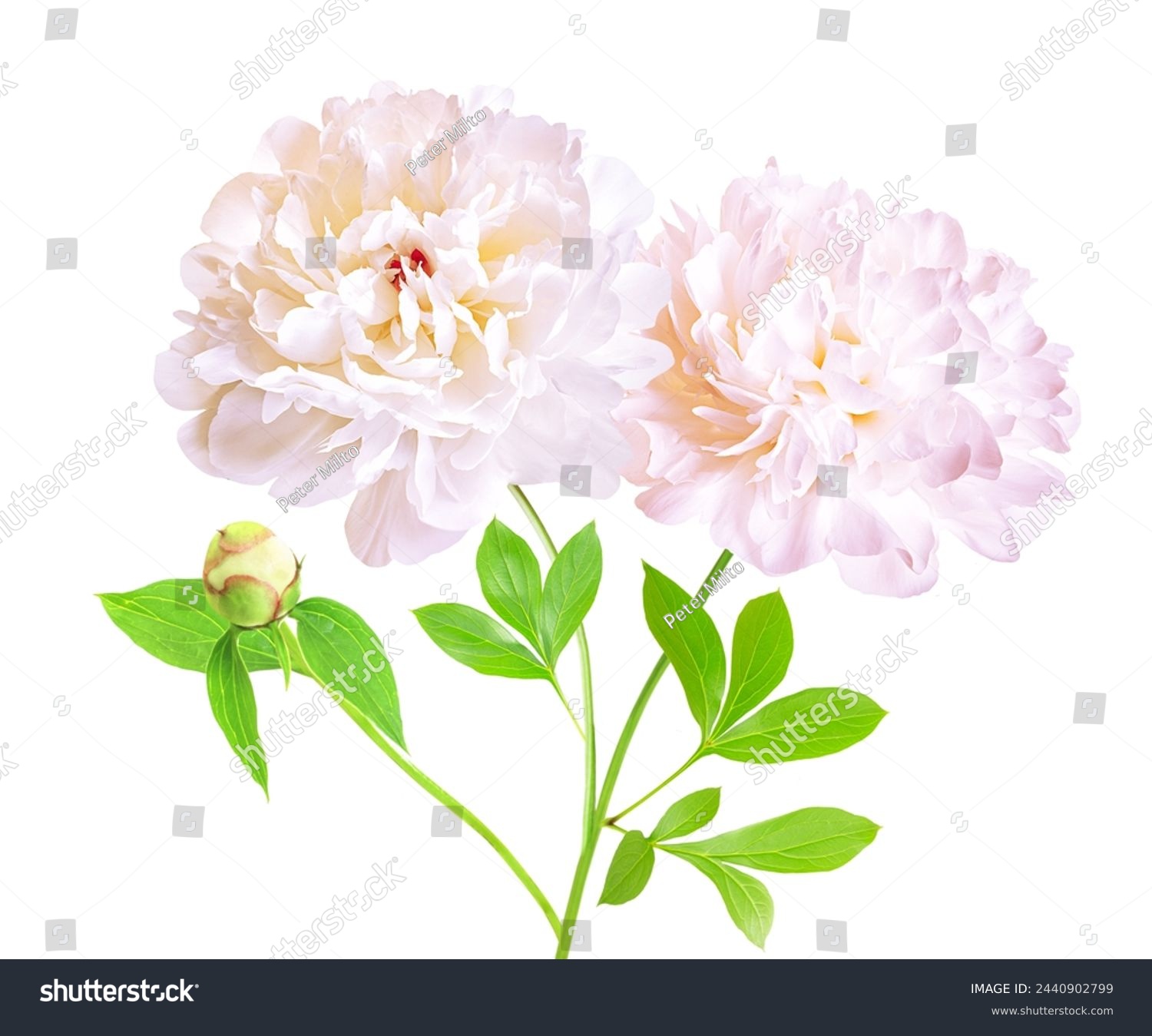 Two isolated white peony flower with stem and leaves. White peony flower isolated. Working path saved. #2440902799