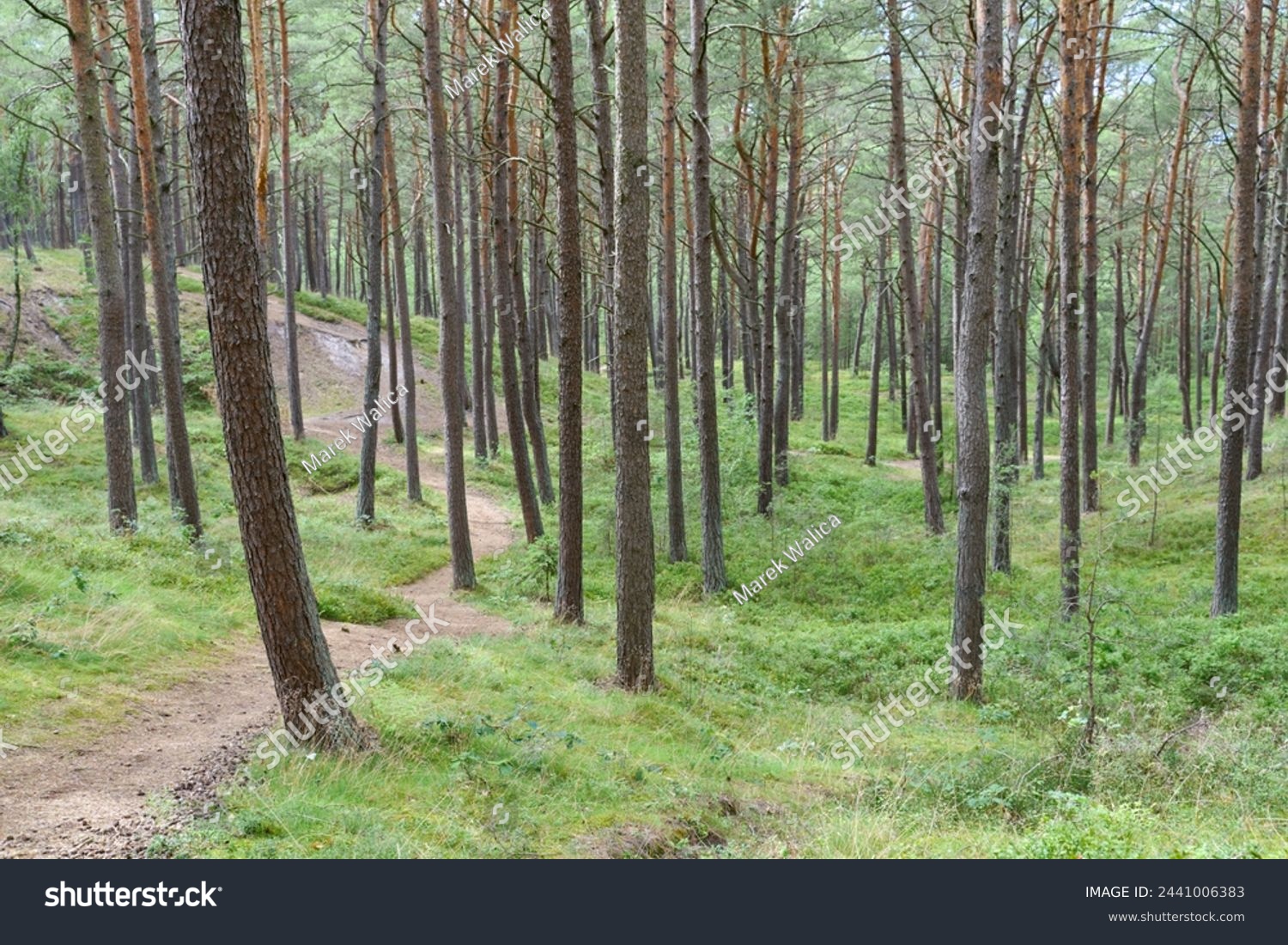 Single lane road in forest                               #2441006383