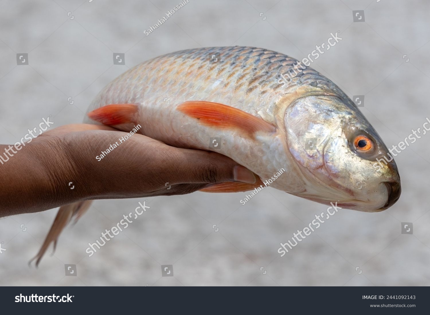 Fresh raw Rui fish in a woman's hand with beautiful blurred background. This fish is also called Rohu (Labeo rohita), Indian carp, Ruhi, or Roho labeo.  #2441092143