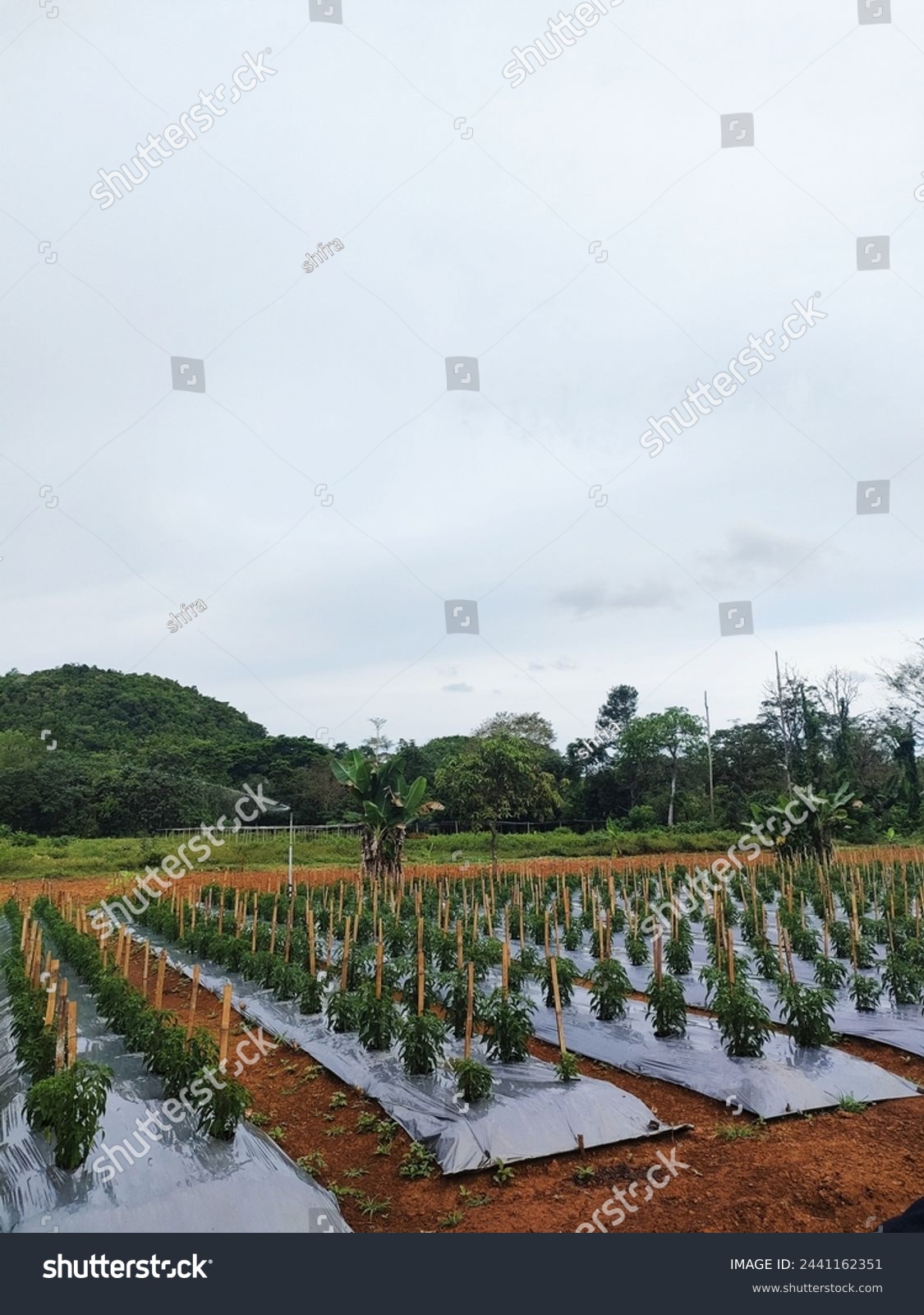 Indonesia - September 20, 2022 : Cultivation of Two-Week-Old Chili Plants on Agricultural Soil #2441162351