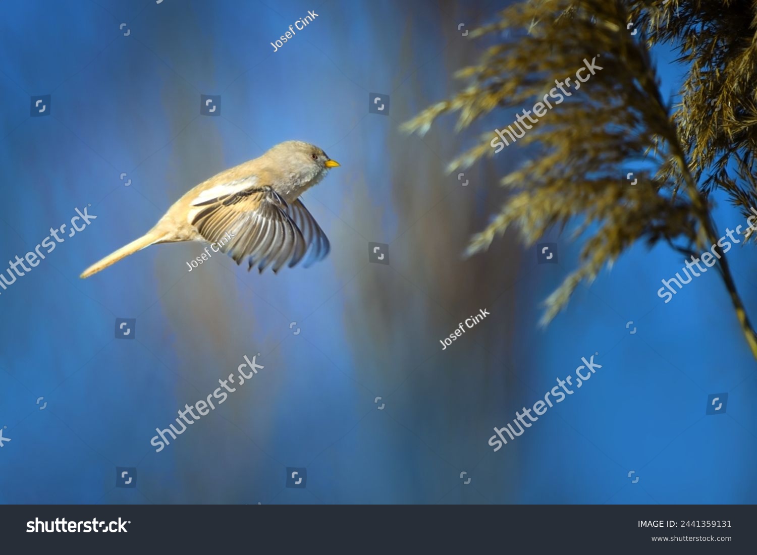The bearded reedling - Panurus biarmicus, is a small, long-tailed passerine bird found in reed beds near water in the temperate zone of Eurasia. #2441359131