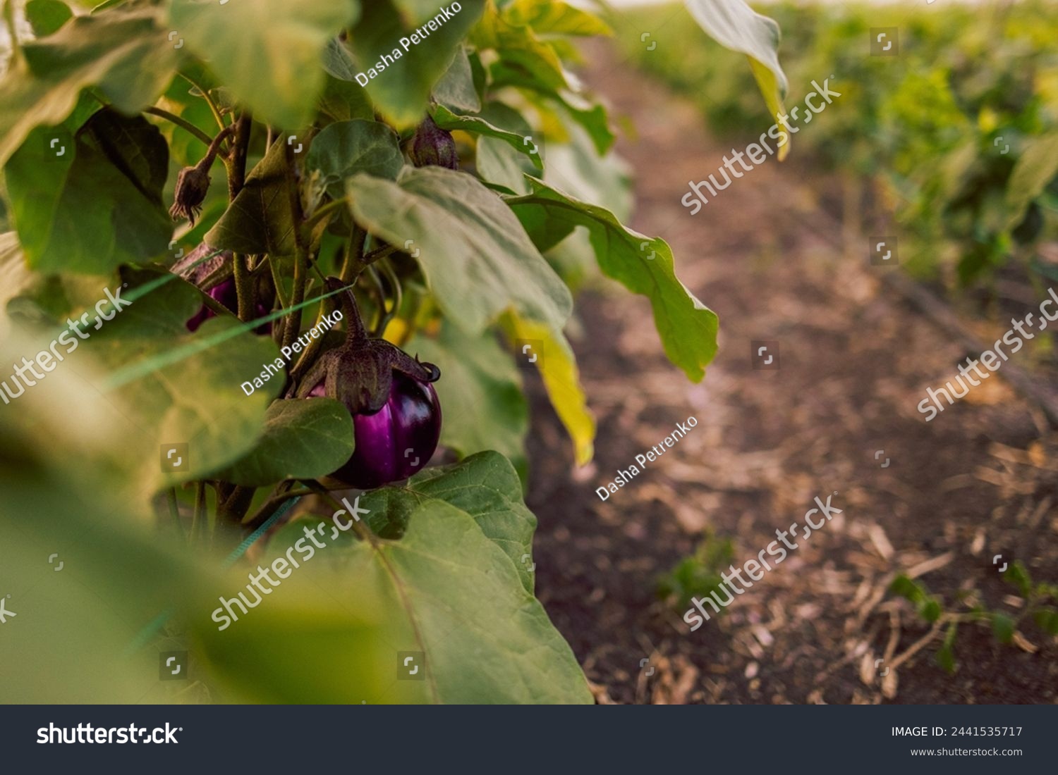 Close-up of ripening blue eggplant fruits and leaves in a farmer greenhouse. Eggplants grow in an organic summer garden. Green rows of spiced vegetables. Seasonal harvest. Healthy food. #2441535717