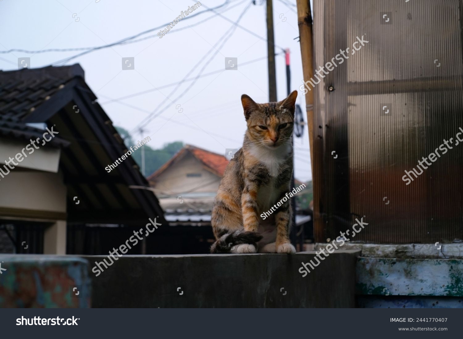 A striped cat is sitting perched on the fence in the yard. Cat with a mixture of brown, white and orange. Animal photography. Animal themes. Selective Focus. Domestic Cat. Shot in Macro lens #2441770407