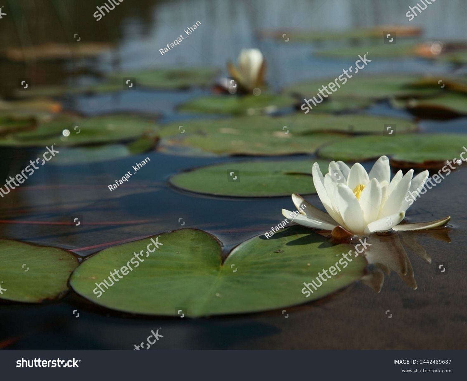Beautiful White Lotus. White Lotus Flower Or Water Lily Floating On The Water #2442489687