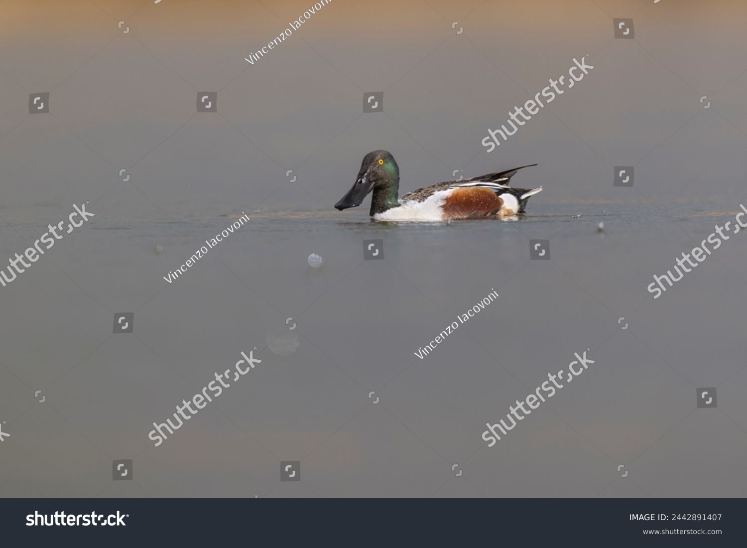The male northern shoveler (Spatula clypeata), or northern shoveller duck. #2442891407