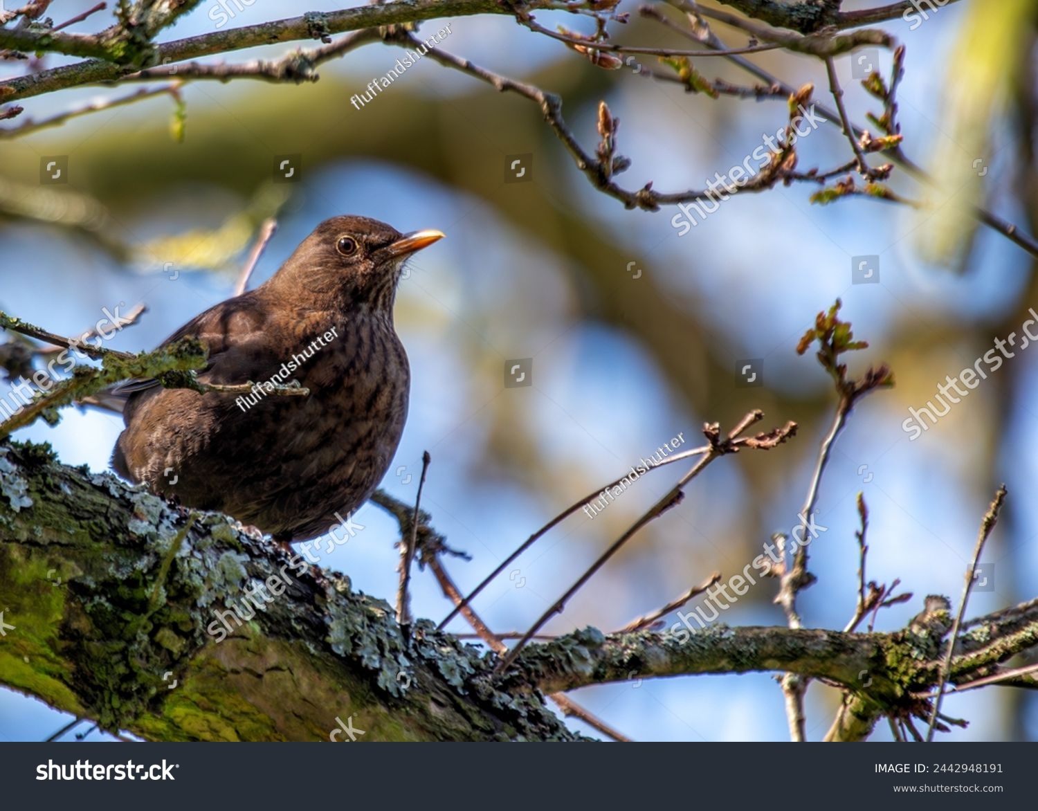 Female Blackbird with dark brown plumage searches for food amongst the trees of St. James's Park, London.  #2442948191