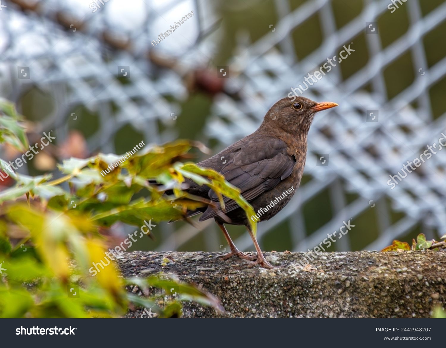 Female Blackbird with dark brown plumage searches for food amongst the trees of St. James's Park, London.  #2442948207