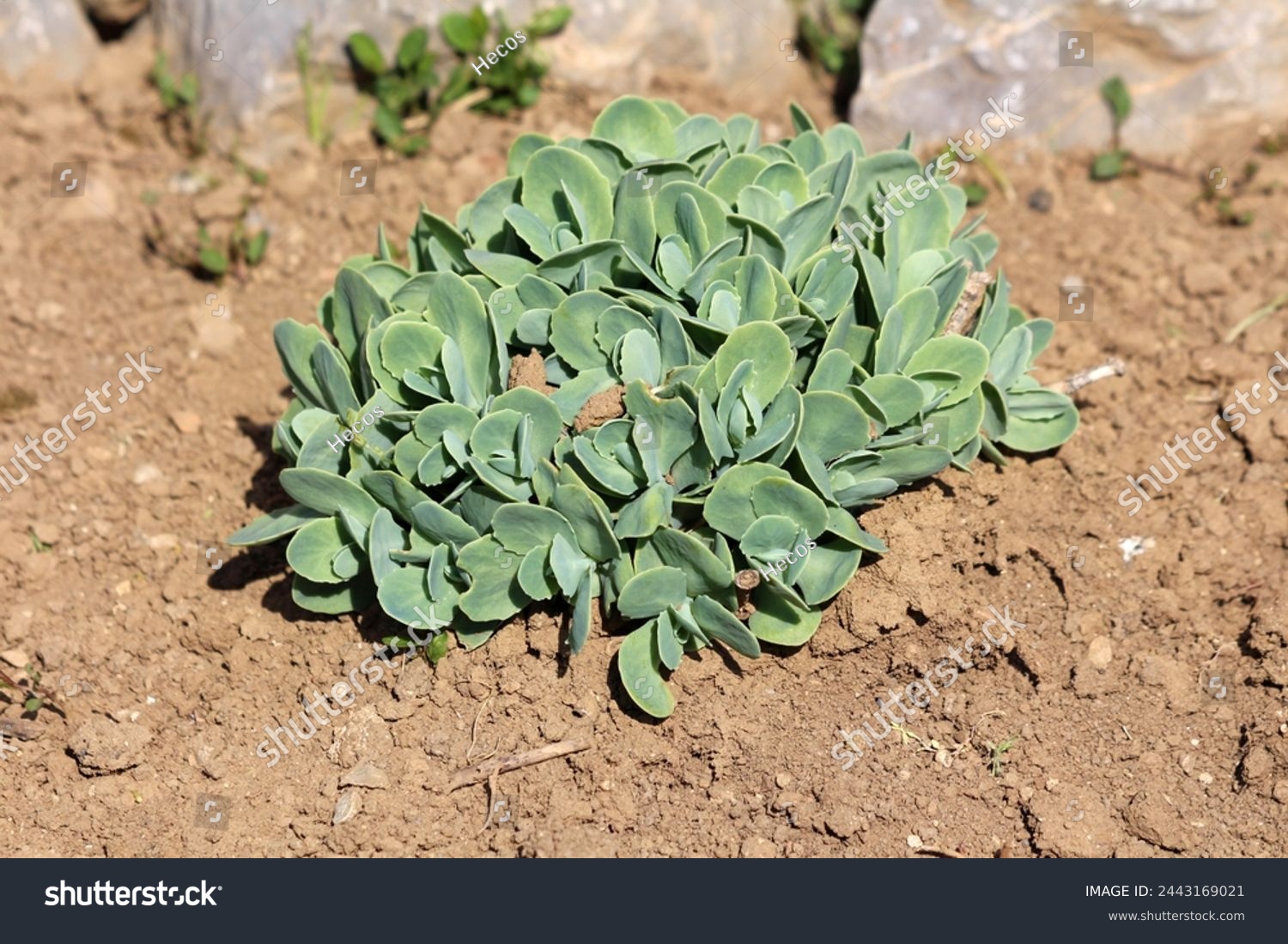 Homegrown Sedum or Stonecrop hardy succulent ground cover perennial green plant with thick succulent leaves and fleshy stems planted in local urban family home garden next to decorative rocks  #2443169021