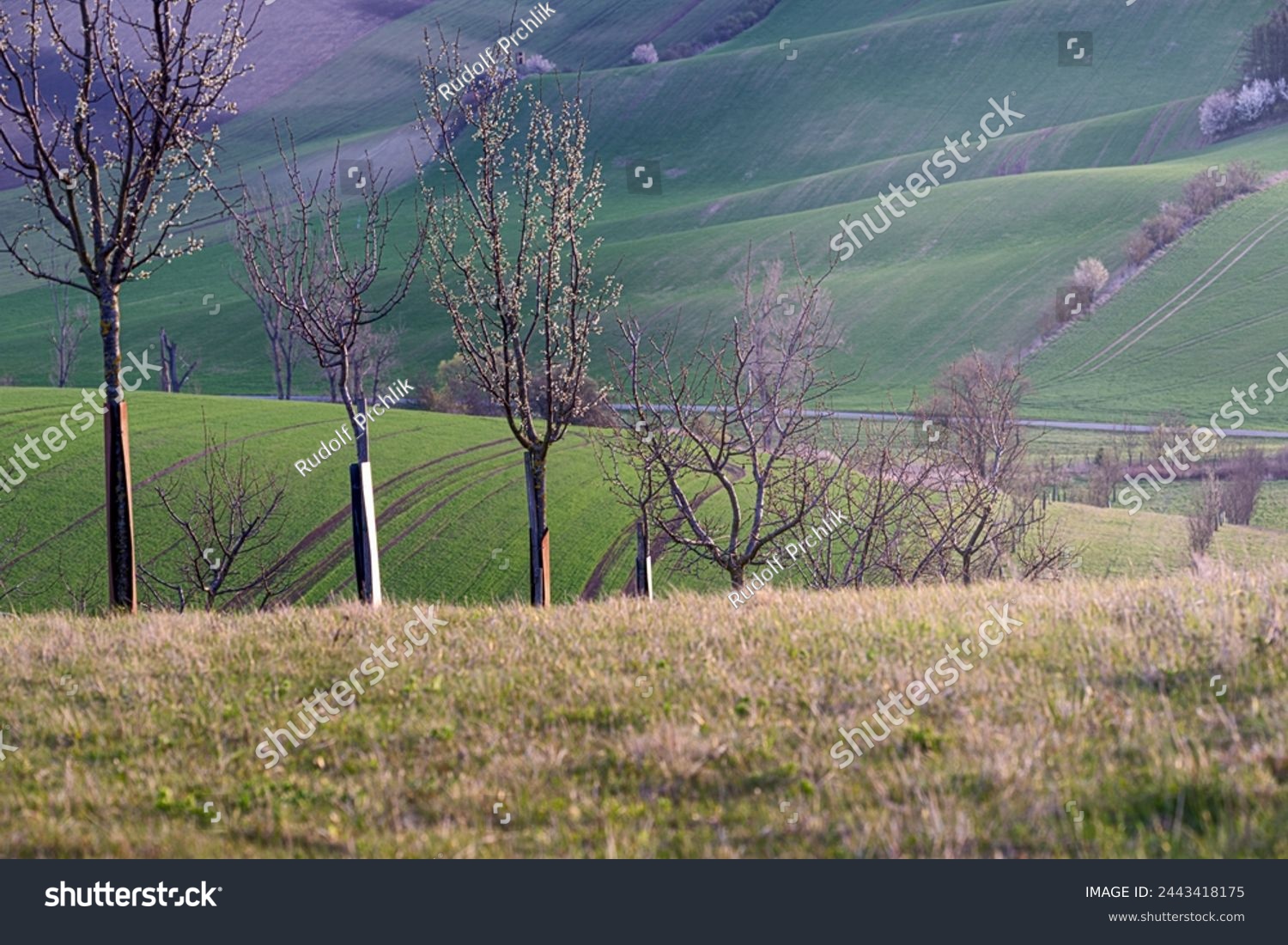 South Moravian beatiful spring waves, Moravian Tuscany, around Sardice, Czechia. Sardice hills area near to Kyjov, Czech Republic #2443418175