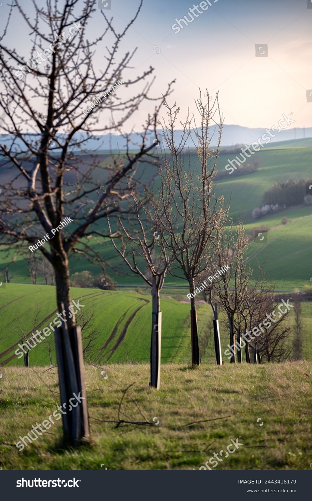 South Moravian beatiful spring waves, Moravian Tuscany, around Sardice, Czechia. Sardice hills area near to Kyjov, Czech Republic #2443418179
