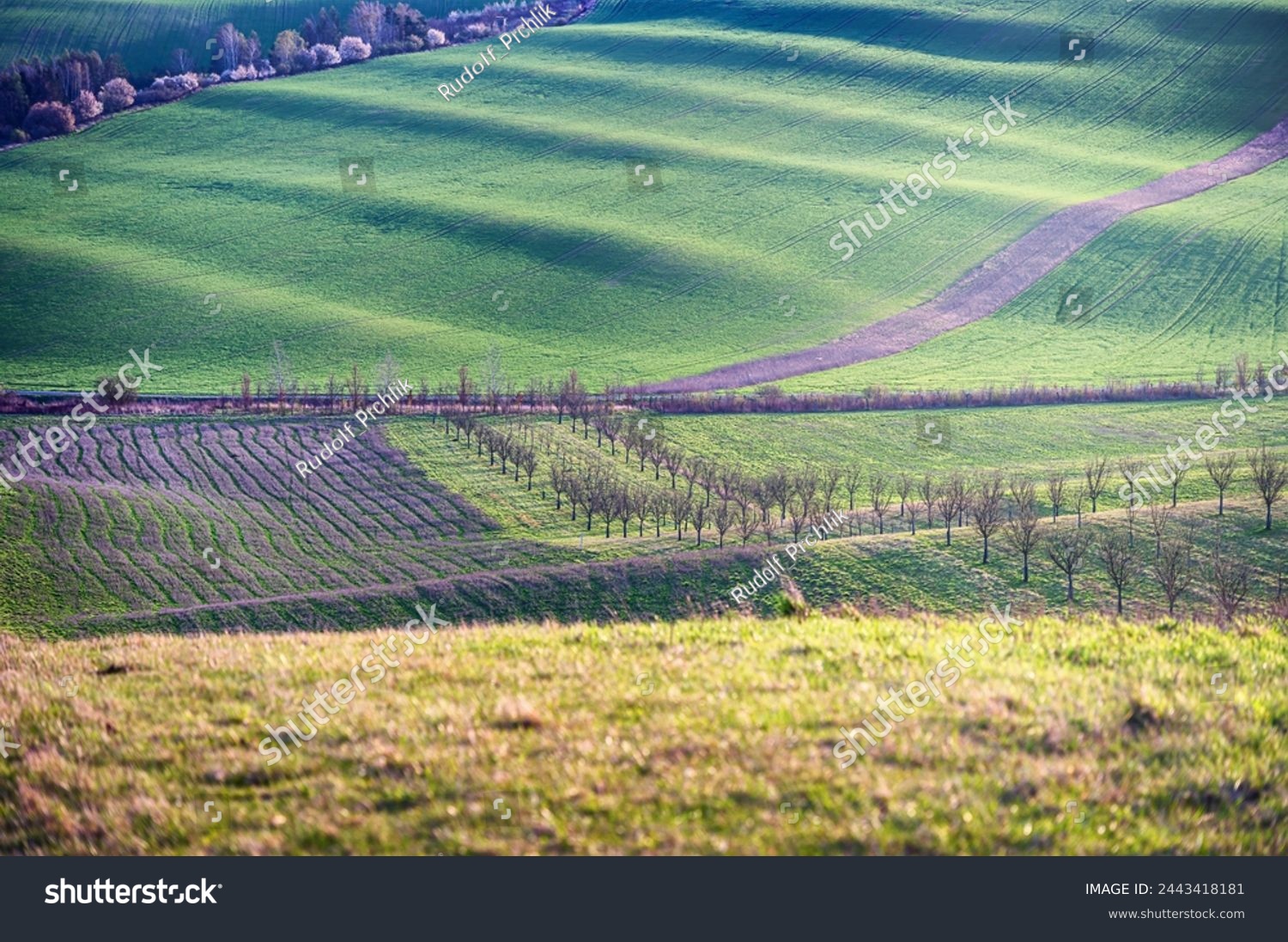 South Moravian beatiful spring waves, Moravian Tuscany, around Sardice, Czechia. Sardice hills area near to Kyjov, Czech Republic #2443418181