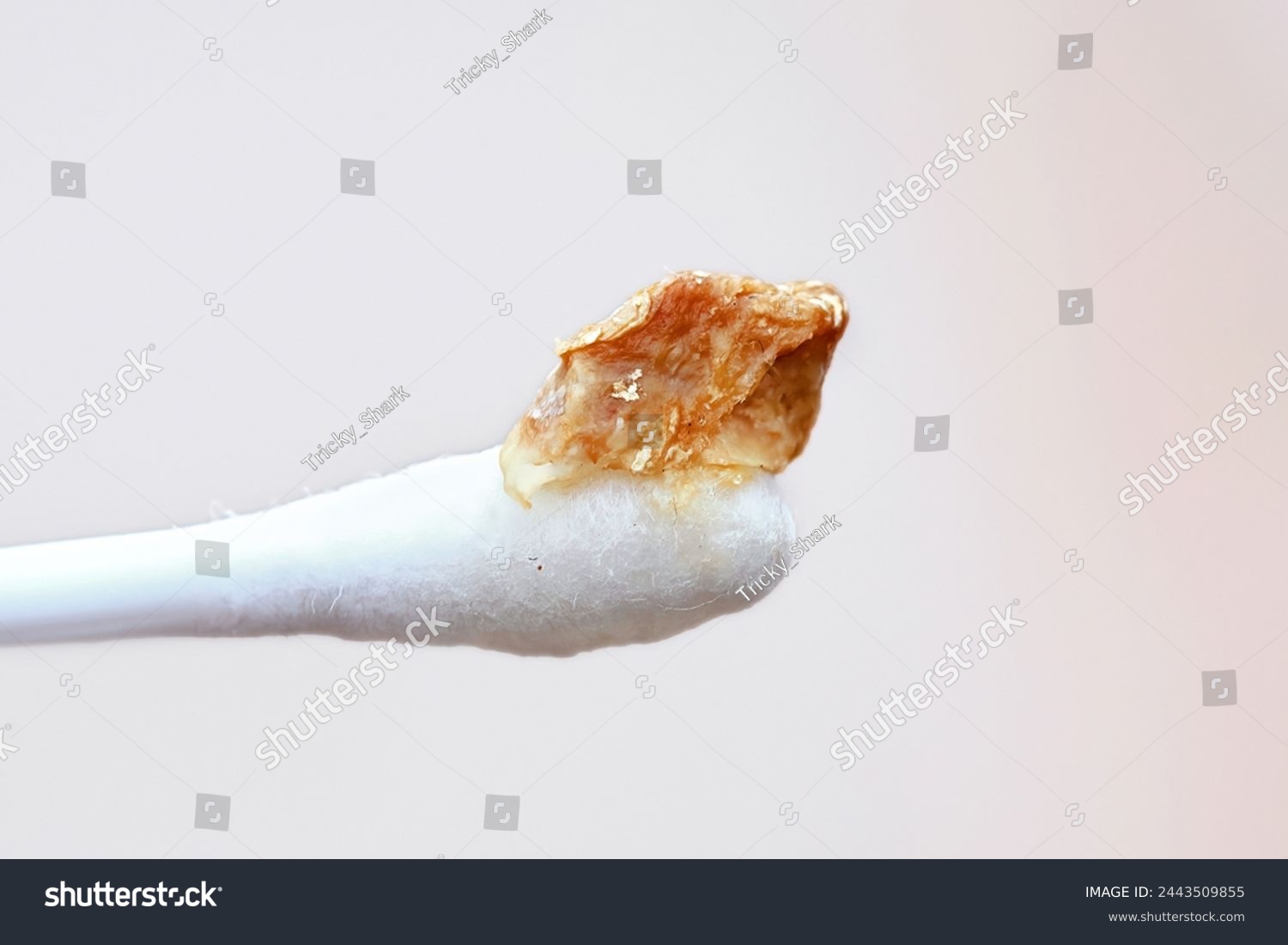 Ear wax plug isolated on white background. Removed giant ear wax plug on cotton swab closeup. Wax, which is also called cerumen on swab, macro shot. Cotton swab and ear hygiene. Remove earwax buildup #2443509855