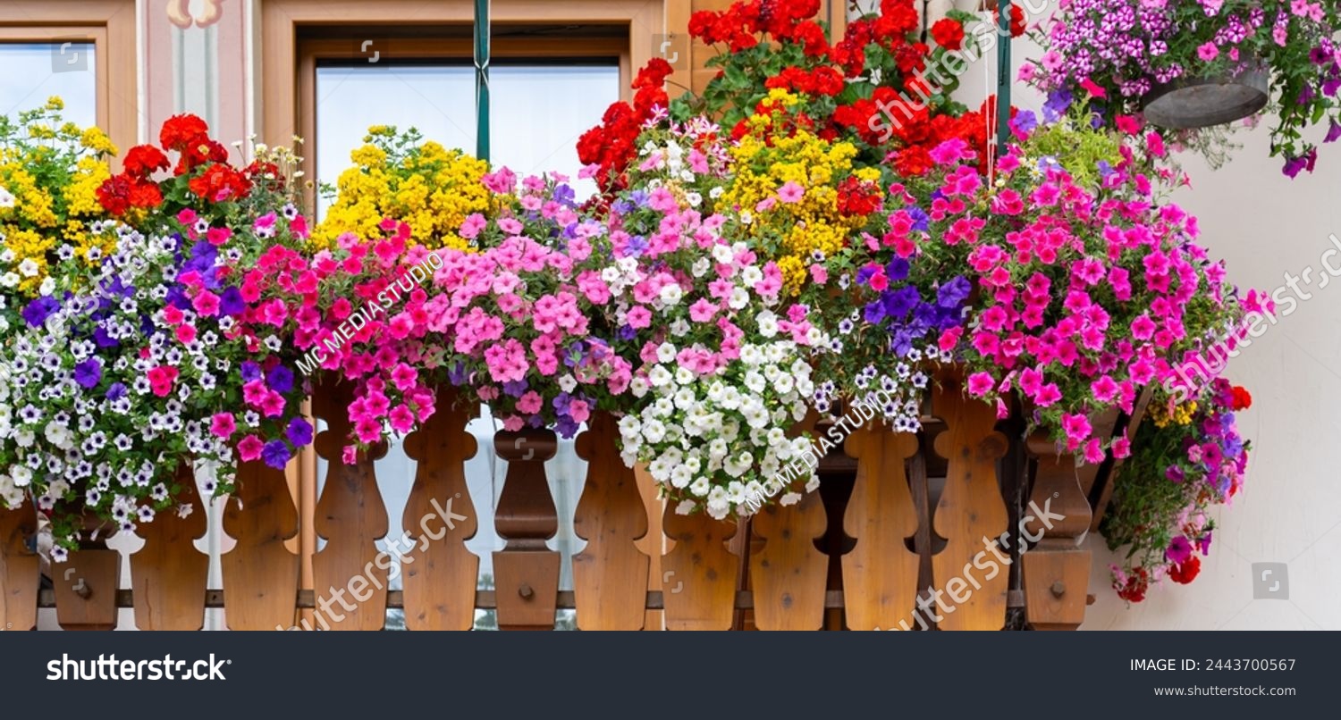 Traditional flowered balcony at the Alps and Dolomites. Colorful flowers on balcony. Summer time. Mix of flowers and colors. General contest of the European Alps #2443700567