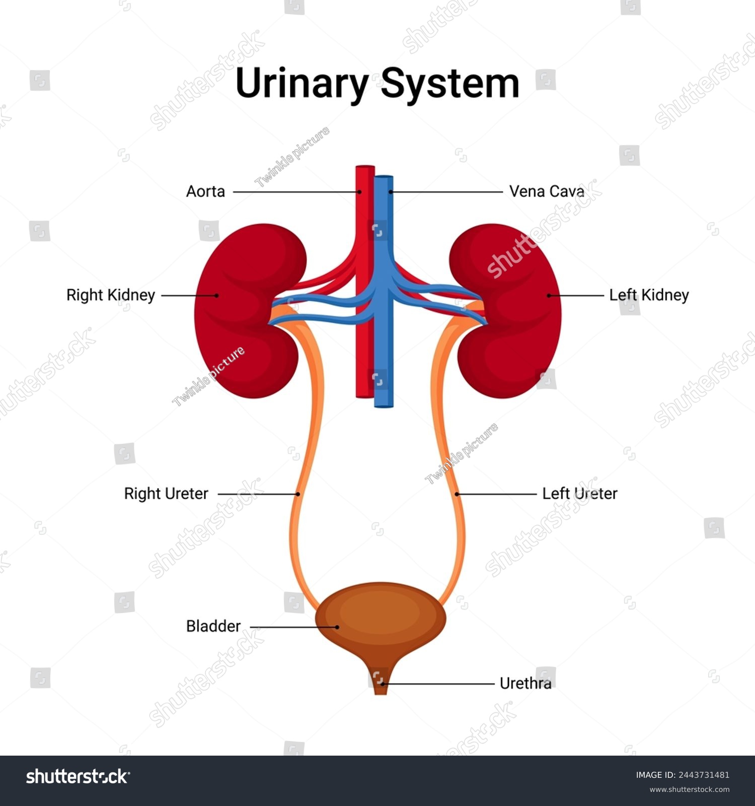 anatomical structure of human urinary system - Royalty Free Stock ...