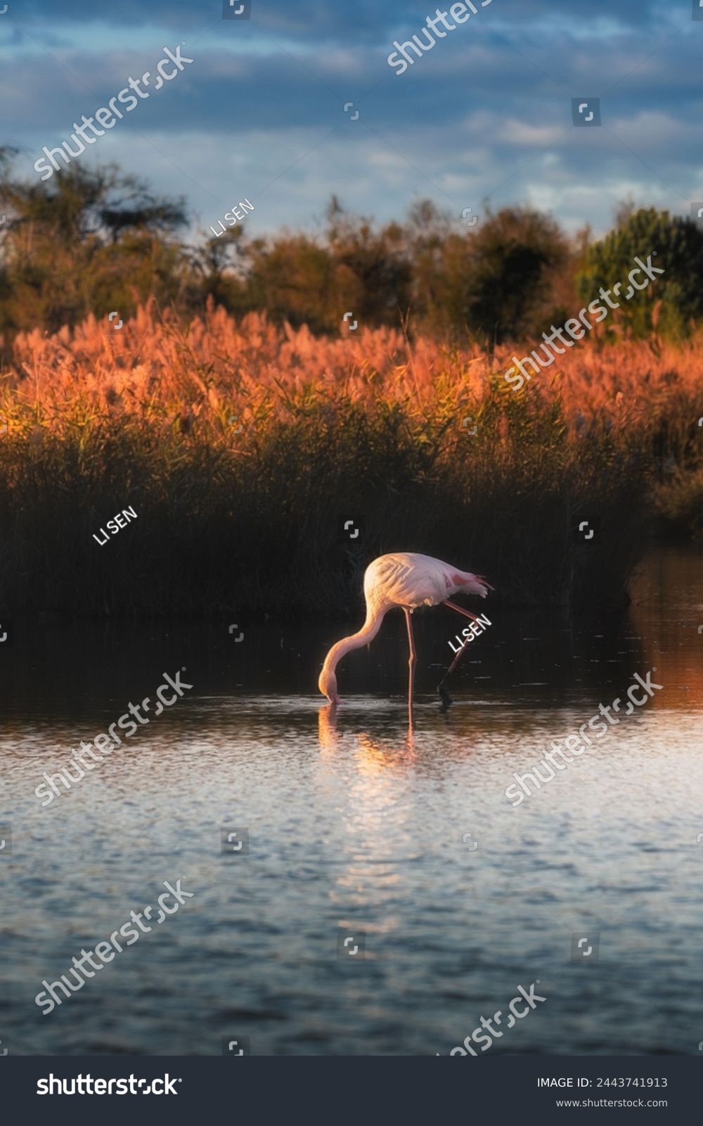 One Wild pink flamingo on lake in the natural park of Camargue #2443741913