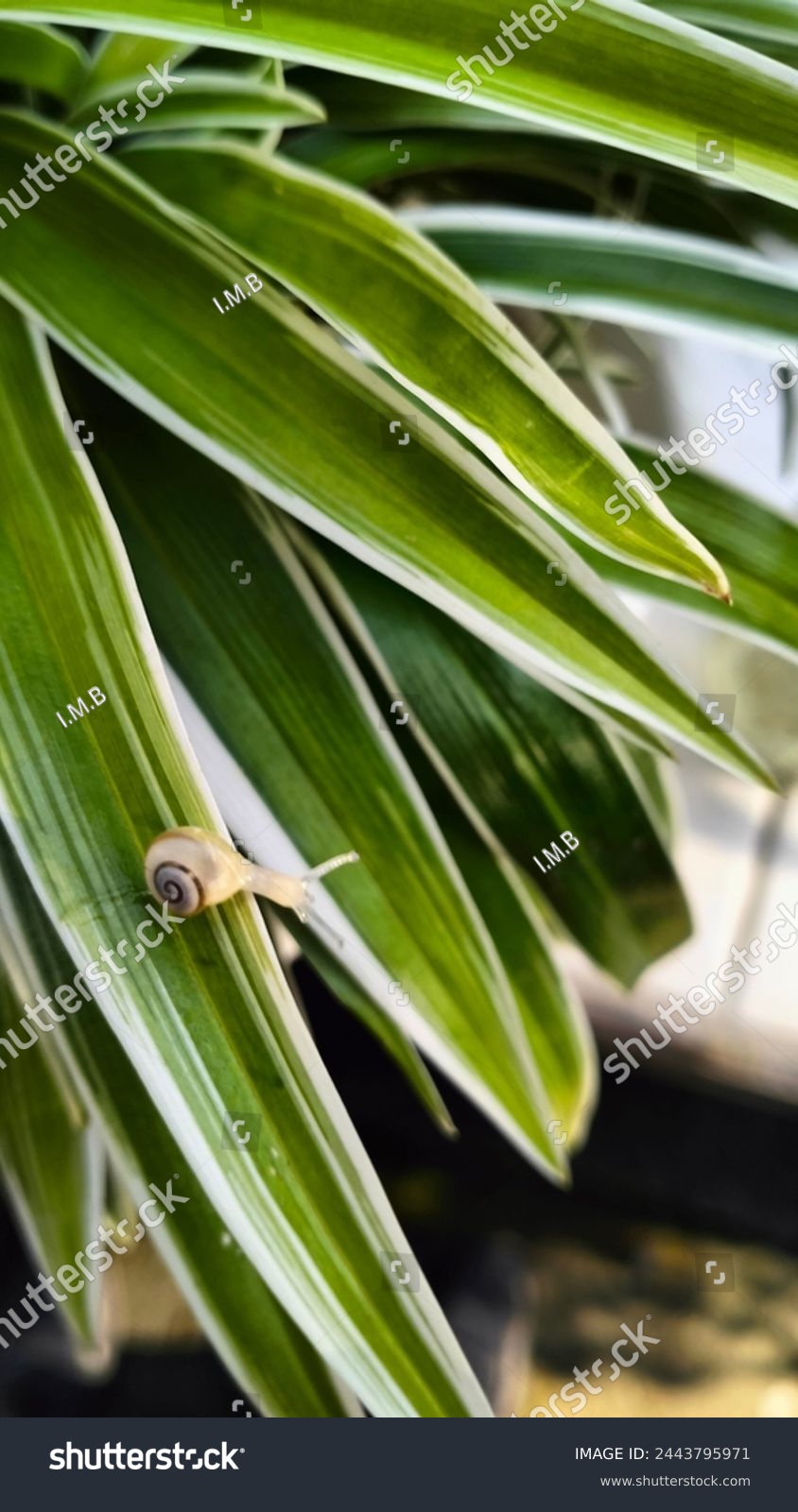 baby snail on the leaf where it hatched #2443795971