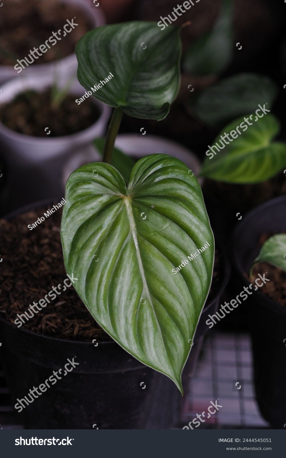 Philodendron plowmanii leaves in low light #2444545051