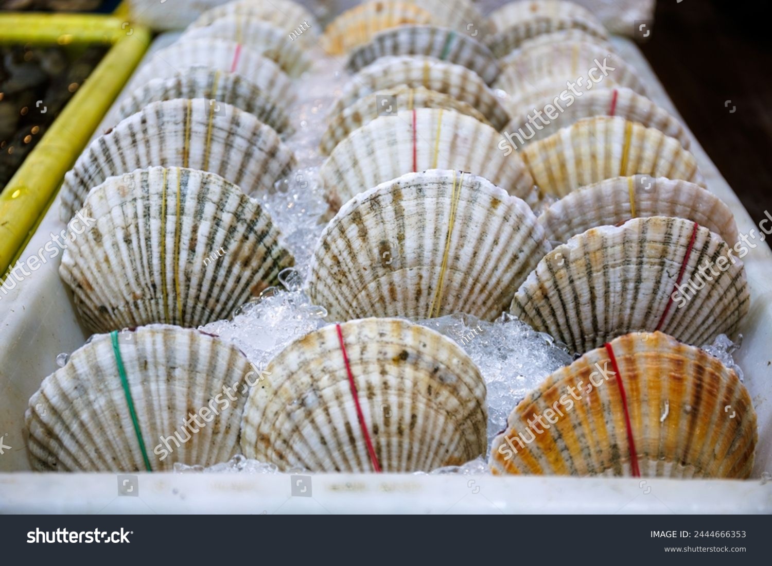 fresh scallop or Hotate on ice sale in seafood market #2444666353