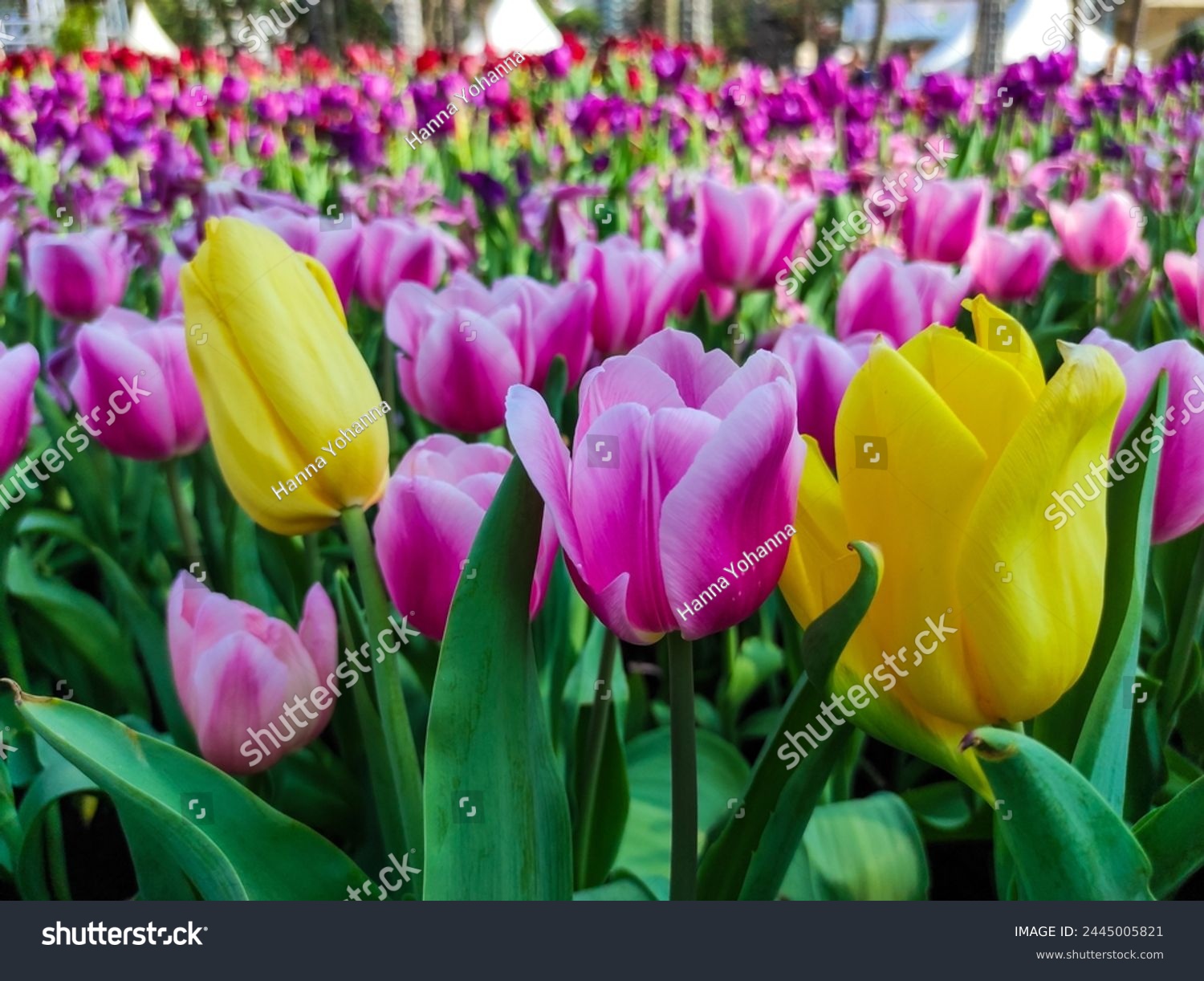 Tulipa gesneriana, the Didier's tulip or garden tulip, is a species of plant in the lily family. #2445005821