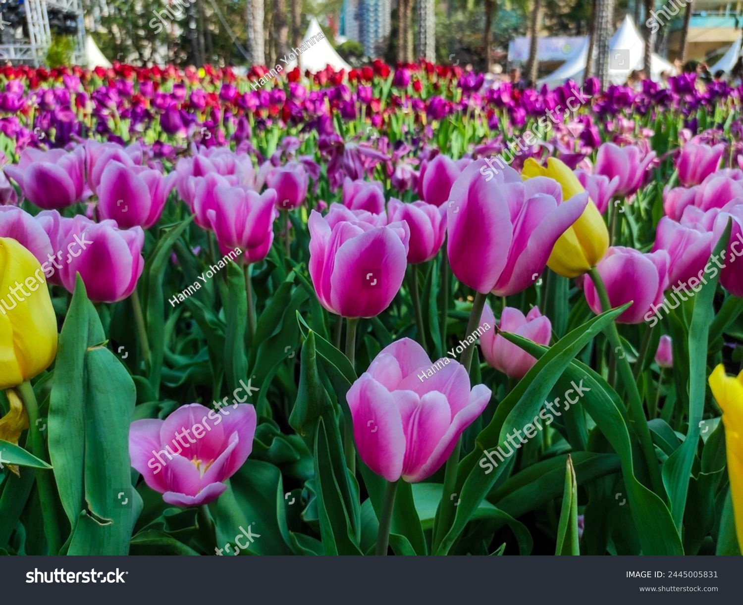Tulipa gesneriana, the Didier's tulip or garden tulip, is a species of plant in the lily family. #2445005831