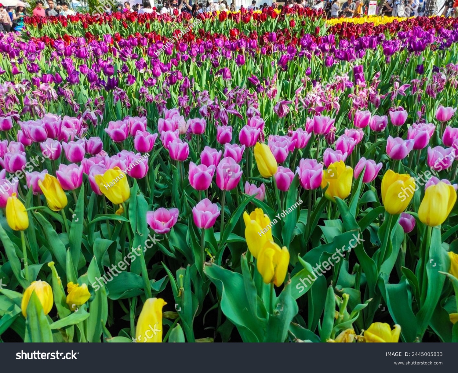 Tulipa gesneriana, the Didier's tulip or garden tulip, is a species of plant in the lily family. #2445005833