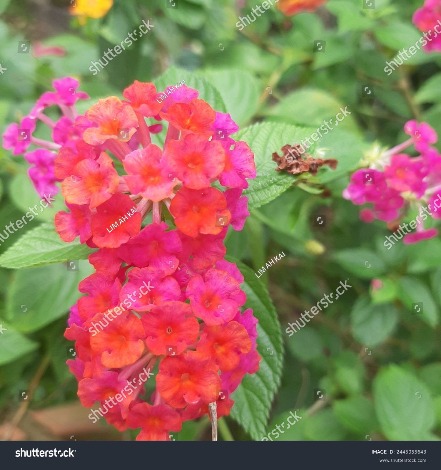 Lantana camara is a perennial, erect sprawling or scandent, shrub which typically grows to around 2 metres (6+1⁄2 feet) tall and form dense thickets in a variety of environments. Under  #2445055643
