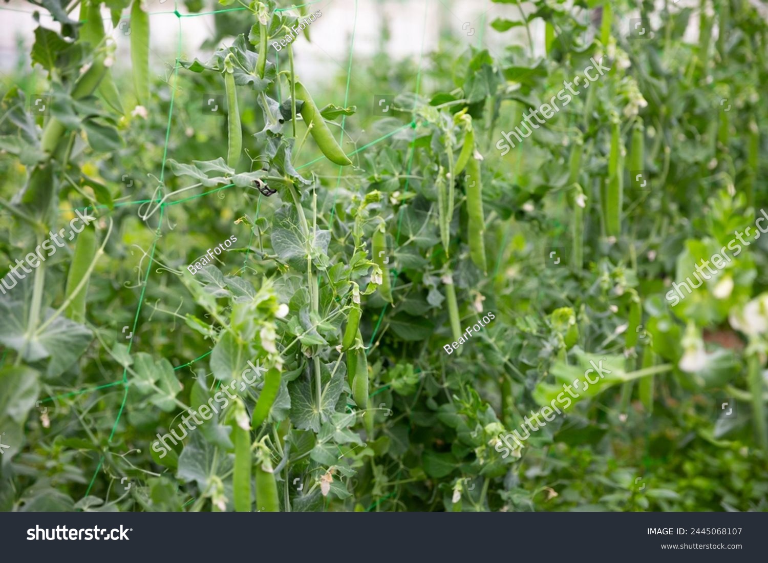 Image of seedlings of pea and soy growing in hothouse, nobody #2445068107