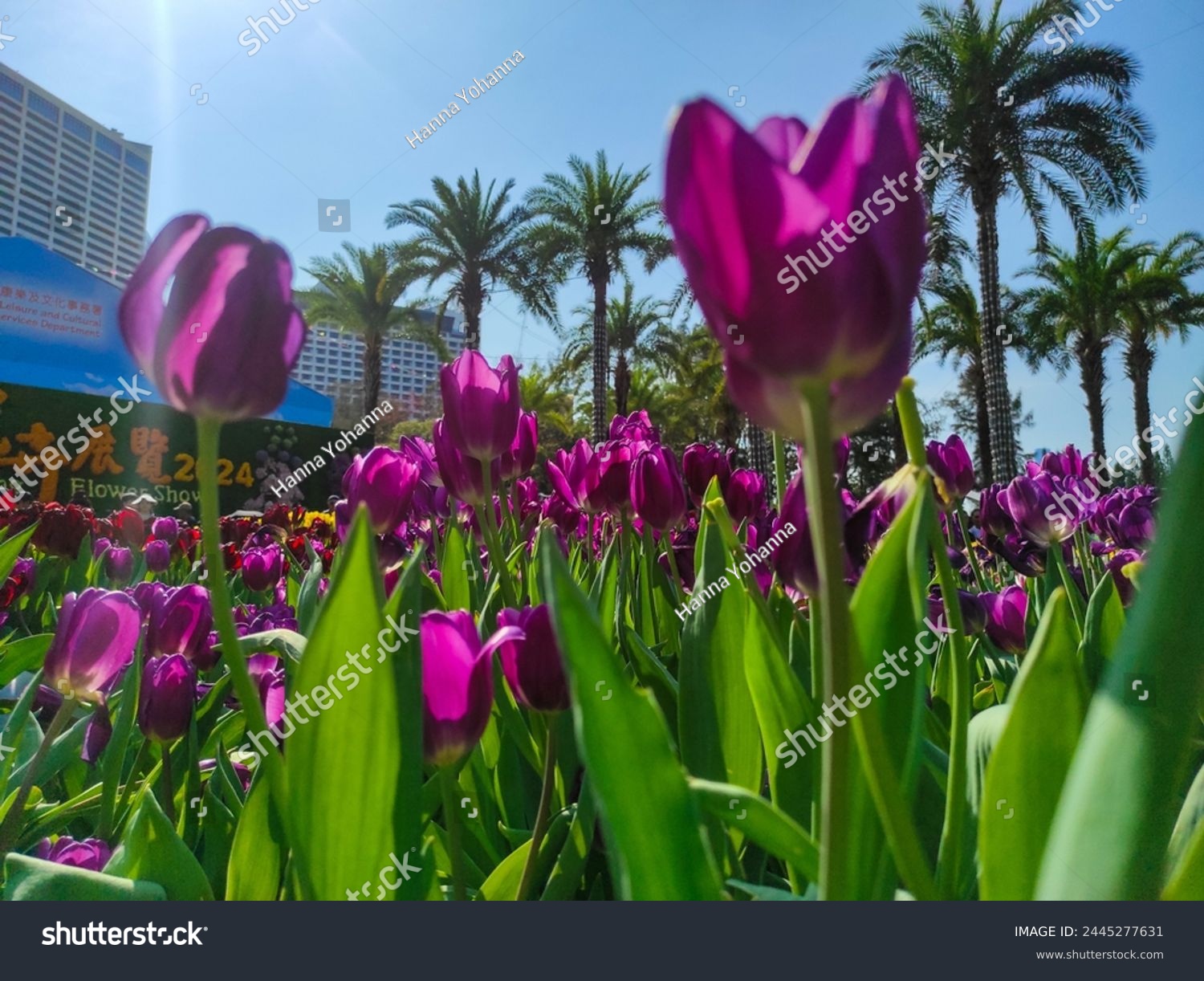Tulipa gesneriana, the Didier's tulip or garden tulip, is a species of plant in the lily family. #2445277631