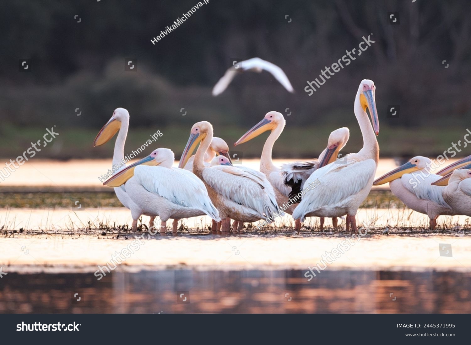 Great White Pelican (Pelecanus onocrotalus) in the Danube Delta, Romania  #2445371995