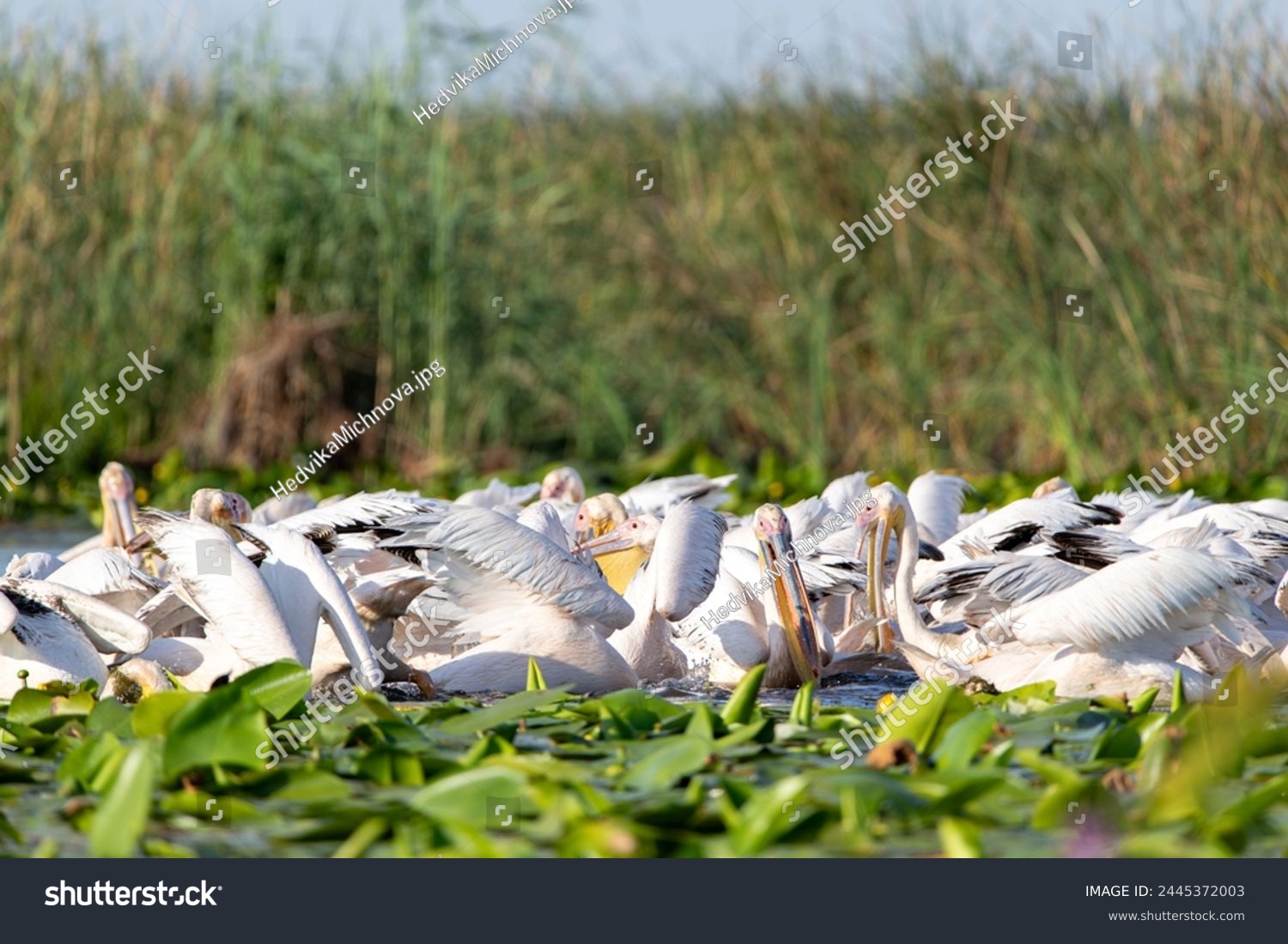 Great White Pelican (Pelecanus onocrotalus) in the Danube Delta, Romania  #2445372003