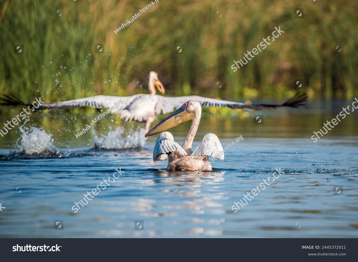 Great White Pelican (Pelecanus onocrotalus) in the Danube Delta, Romania  #2445372011