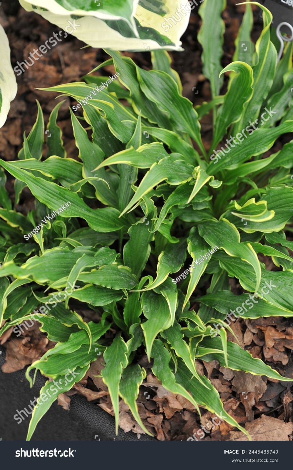 Small-sized variegated twisted green-leaved with narrow yellow edges Hosta Electrocution grows on an exhibition in May #2445485749
