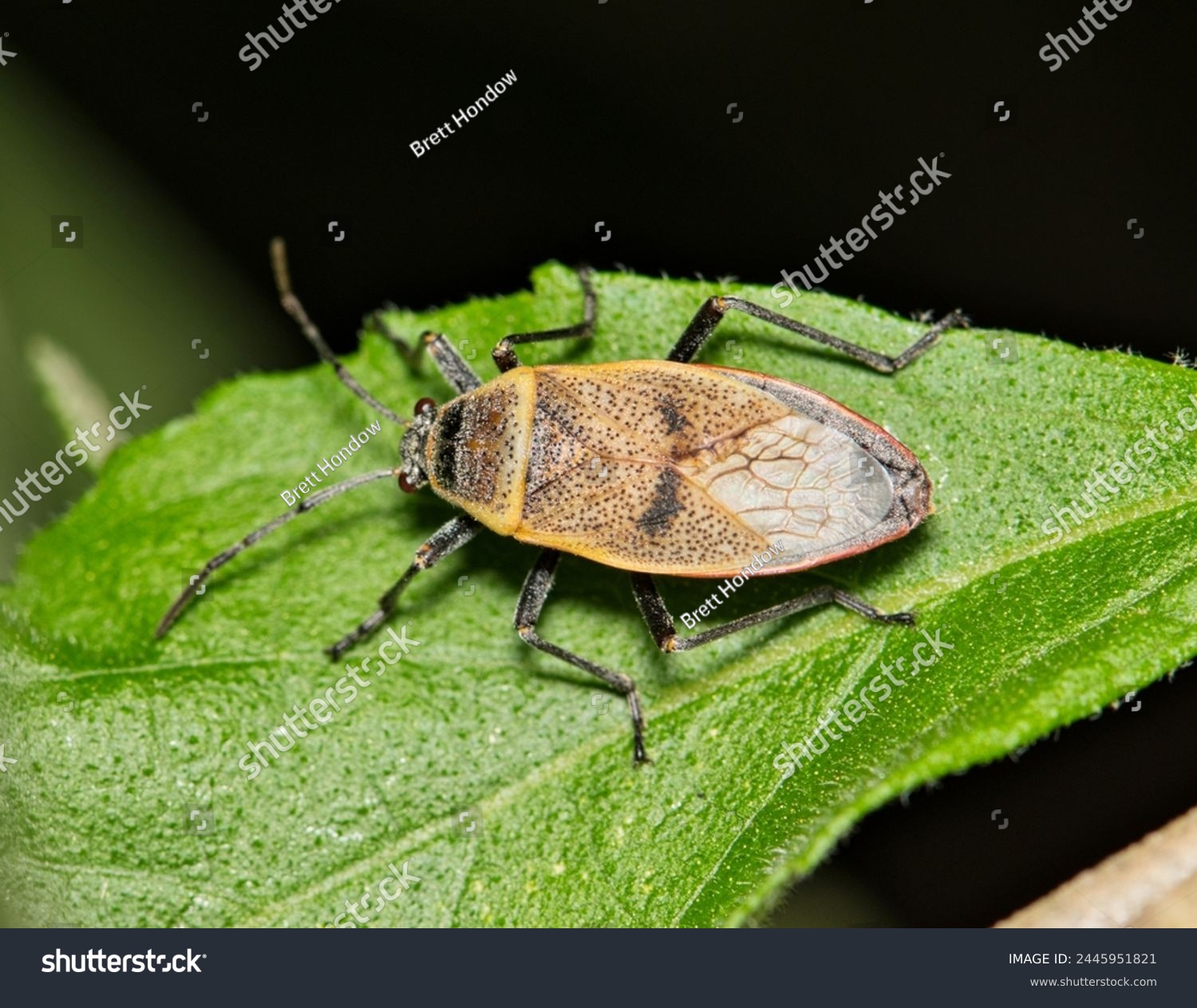 Bordered plant bug (Largus maculatus) insect on leaf night hemiptera, nature Springtime pest control agriculture. #2445951821
