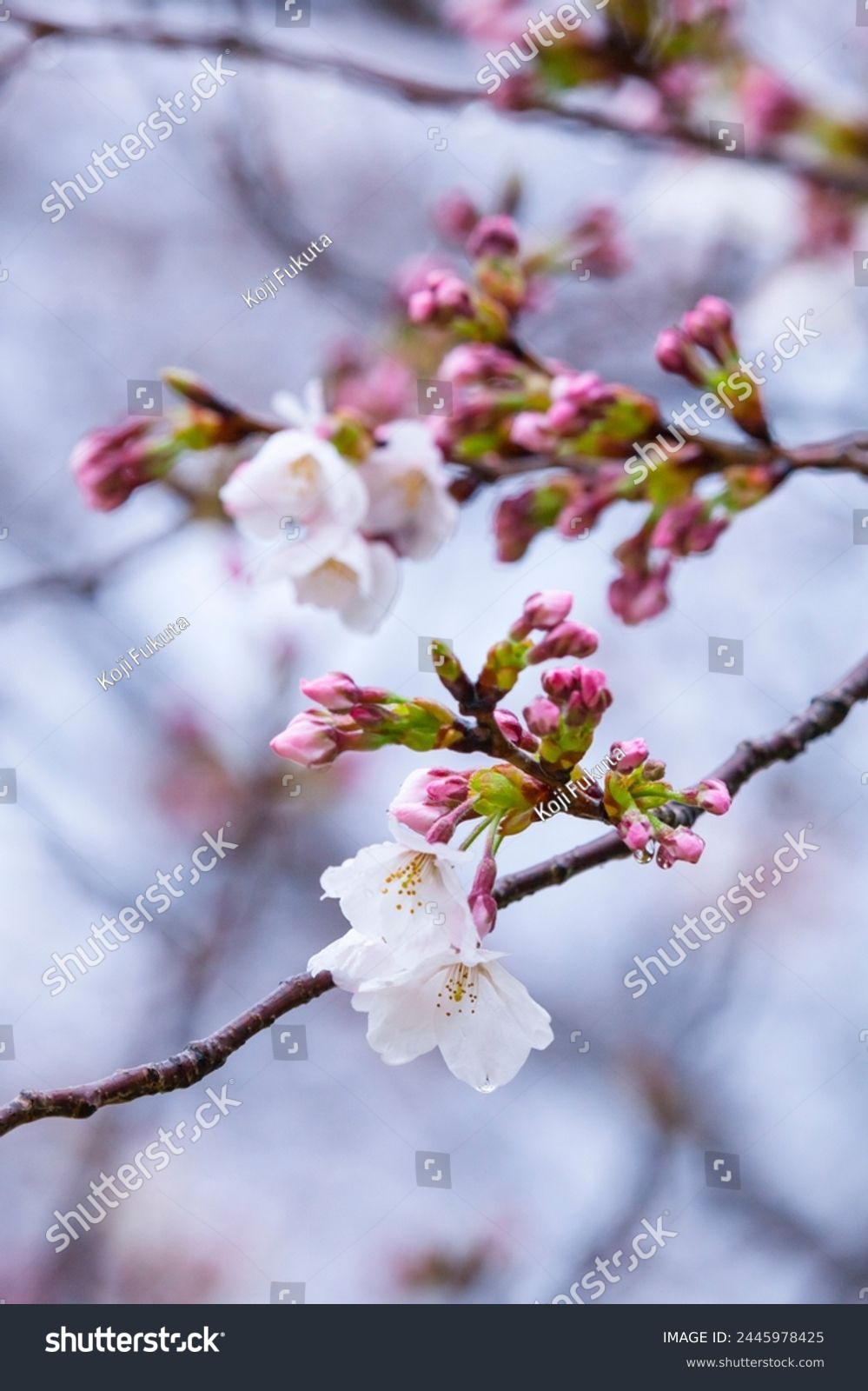 Someiyoshino cherry blossoms bloom beautifully on a rainy day #2445978425