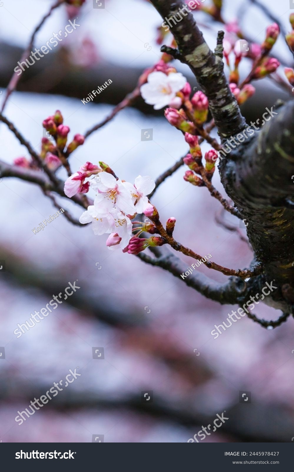 Someiyoshino cherry blossoms bloom beautifully on a rainy day #2445978427
