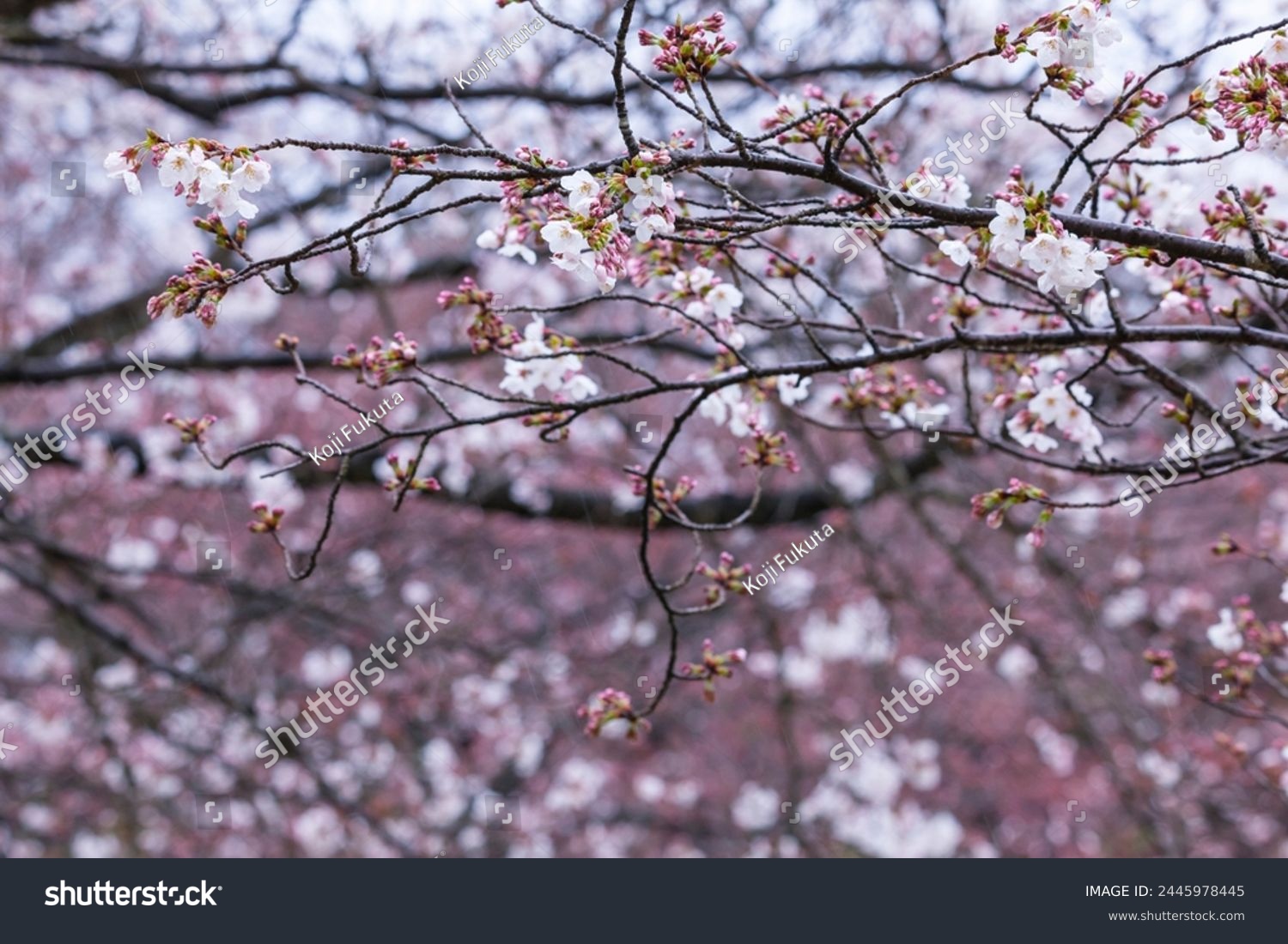 Someiyoshino cherry blossoms bloom beautifully on a rainy day #2445978445