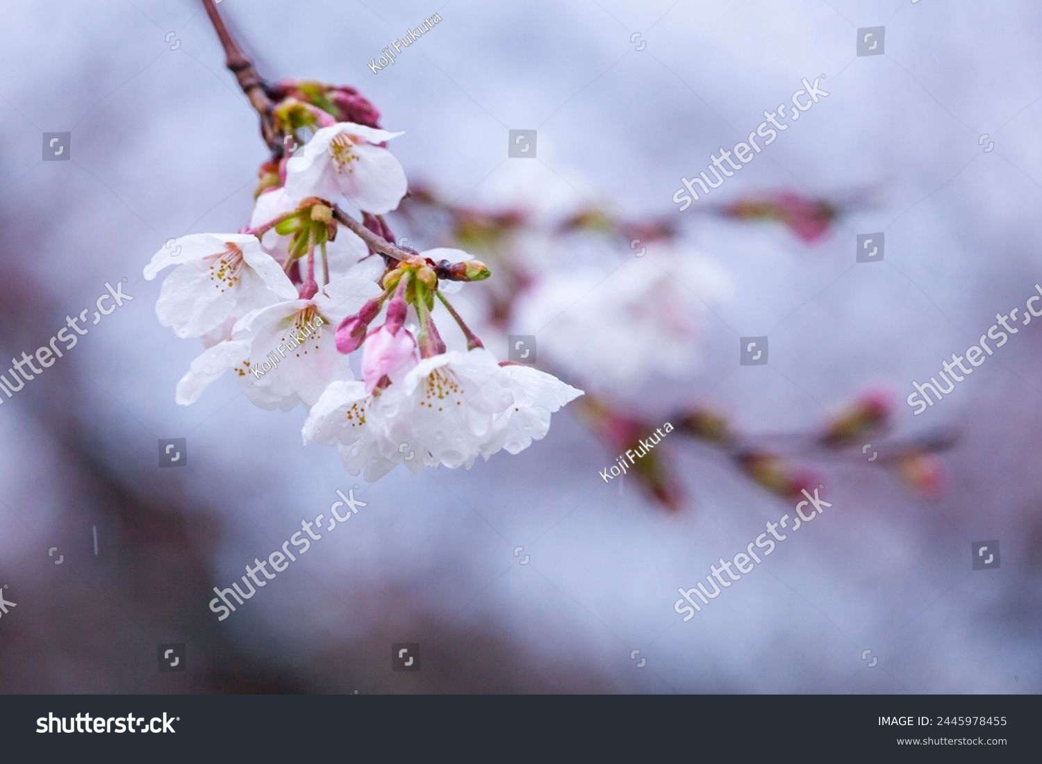 Someiyoshino cherry blossoms bloom beautifully on a rainy day #2445978455
