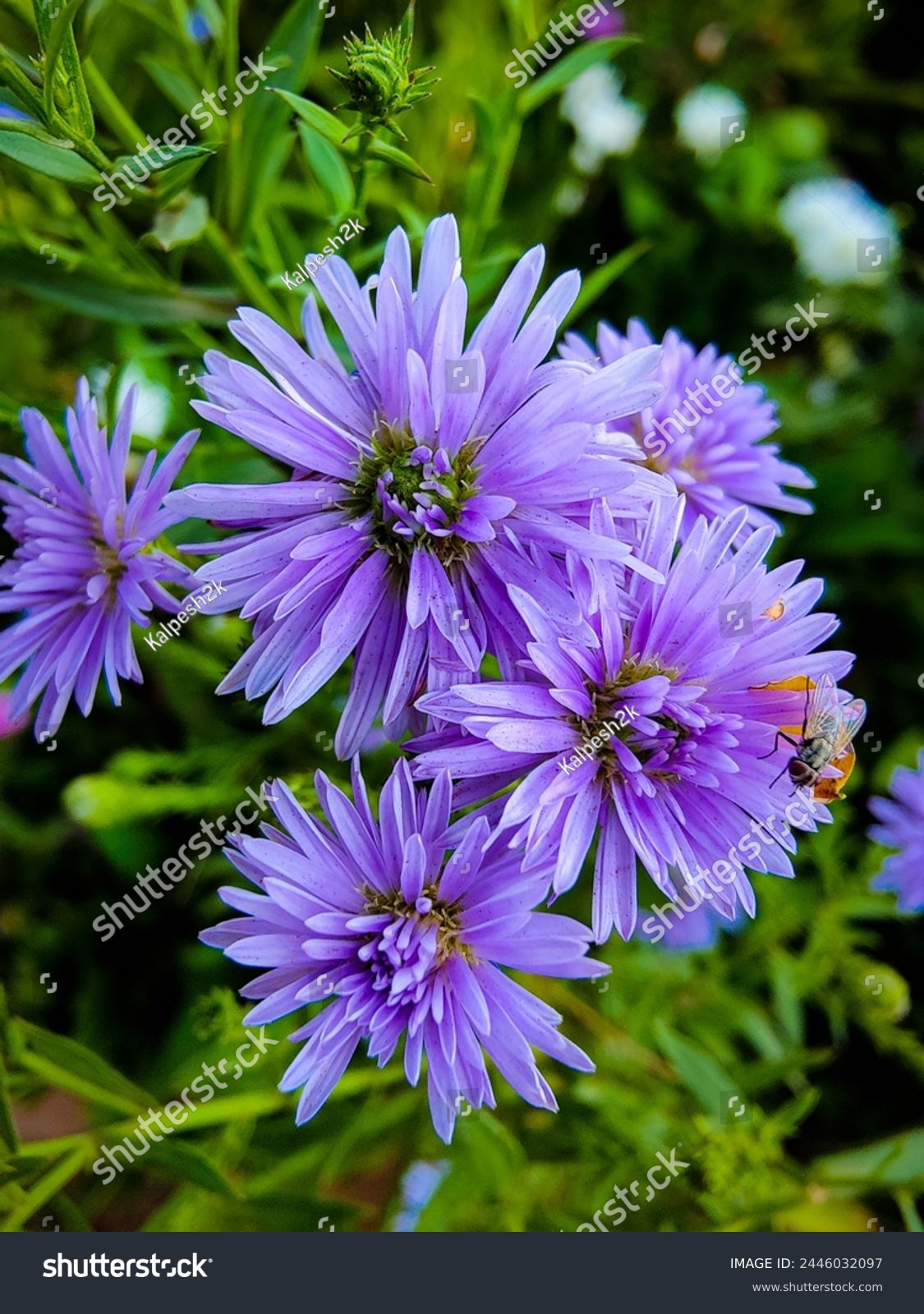 purple European Michaelmas-daisy flower plant  #2446032097