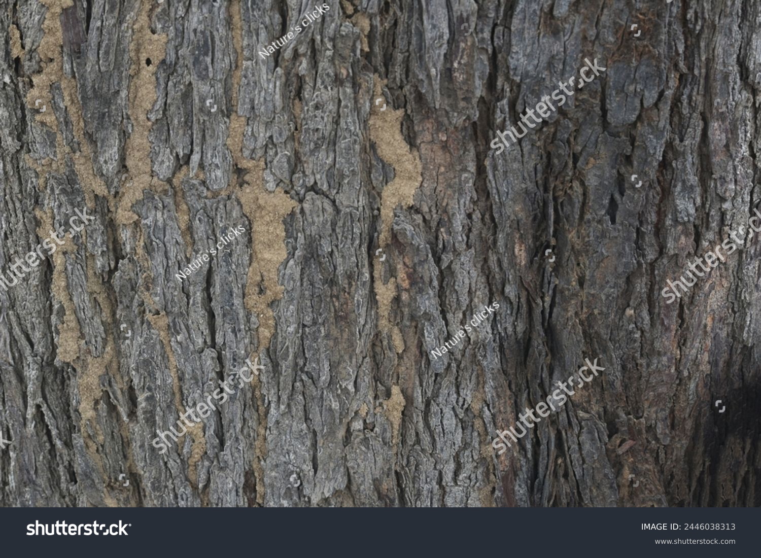 Old tree texture. Bark pattern, For background wood work, Bark of brown hardwood, thick bark hardwood, residential house wood. nature, tree, bark, hardwood, trunk, tree , tree trunk close up texture #2446038313